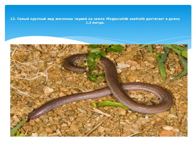   12. Самый крупный вид земляных червей на земле  Megascolide australis  достигает в длину 1,2 метра.   
