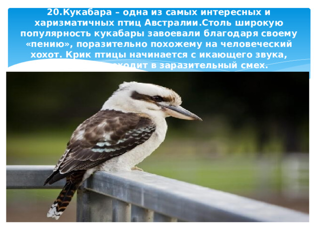 20.Кукабара – одна из самых интересных и харизматичных птиц Австралии.Столь широкую популярность кукабары завоевали благодаря своему «пению», поразительно похожему на человеческий хохот. Крик птицы начинается с икающего звука, который переходит в заразительный смех. 