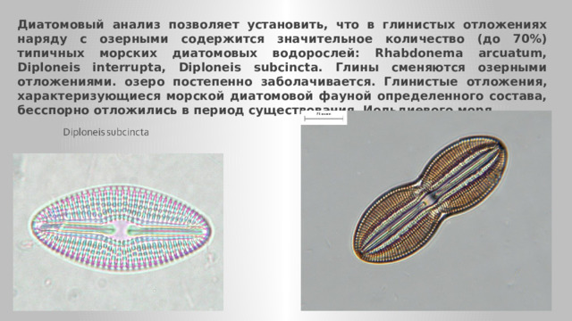 Диатомовый анализ позволяет установить, что в глинистых отложениях наряду с озерными содержится значительное количество (до 70%) типичных морских диатомовых водорослей: Rhabdonema arcuatum, Diploneis interrupta, Diploneis subcincta. Глины сменяются озерными отложениями. озеро постепенно заболачивается. Глинистые отложения, характеризующиеся морской диатомовой фауной определенного состава, бесспорно отложились в период существования Иольдиевого моря 