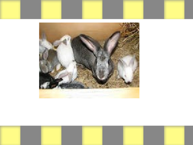 (Rabbits / big ears) 