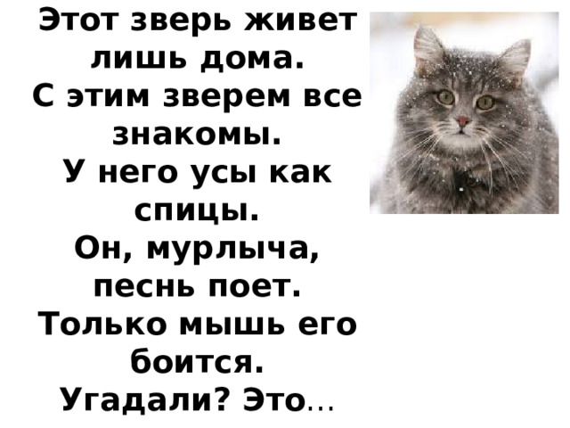 Этот зверь живет лишь дома.  С этим зверем все знакомы.  У него усы как спицы.  Он, мурлыча, песнь поет.  Только мышь его боится.  Угадали? Это ... 