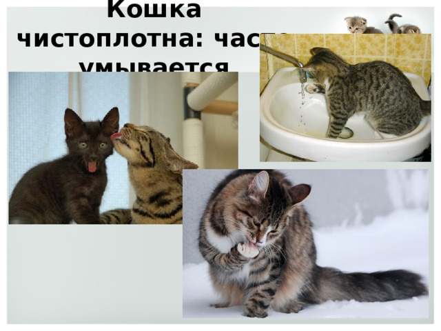 Кошка чистоплотна: часто умывается 