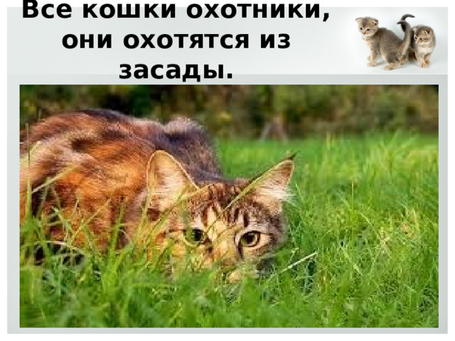 Все кошки охотники, они охотятся из засады. 