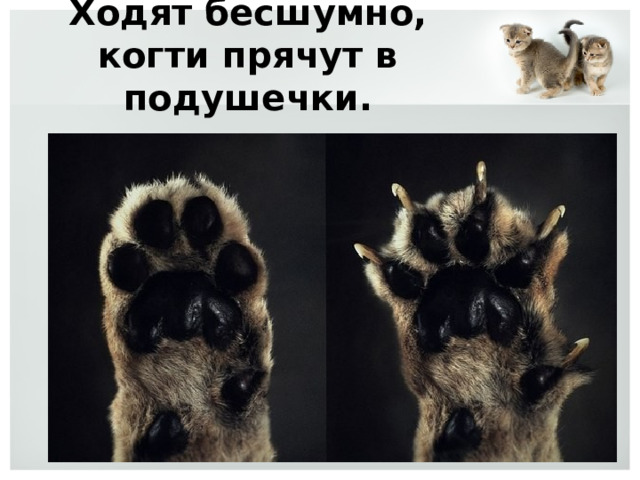 Ходят бесшумно, когти прячут в подушечки. 