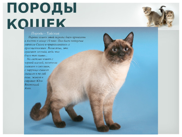 ПОРОДЫ КОШЕК 