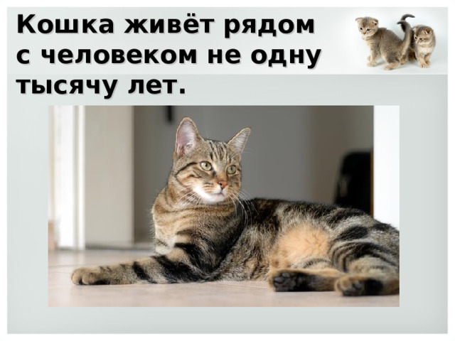 Кошка живёт рядом с человеком не одну тысячу лет. 