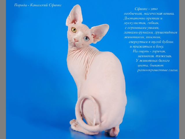Сфинкс порода кошек характер