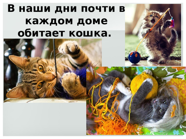 В наши дни почти в каждом доме обитает кошка. 