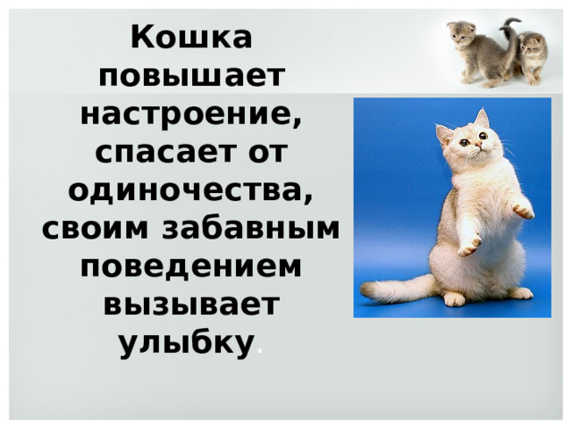 Кошка повышает настроение, спасает от одиночества, своим забавным поведением вызывает улыбку . 