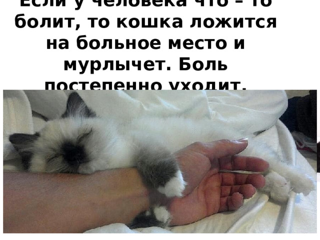 Если у человека что – то болит, то кошка ложится на больное место и мурлычет. Боль постепенно уходит.   