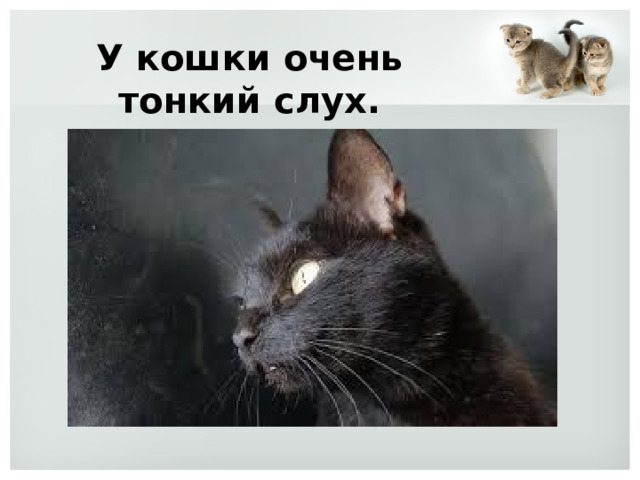 У кошки очень тонкий слух. 