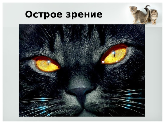 Острое зрение 