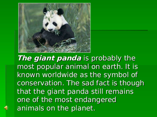 The giant panda is probably the most popular animal on earth. It is known worldwide as the symbol of conservation. The sad fact is though that the giant panda still remains one of the most endangered animals on the planet.  
