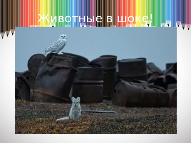 Животные в шоке!