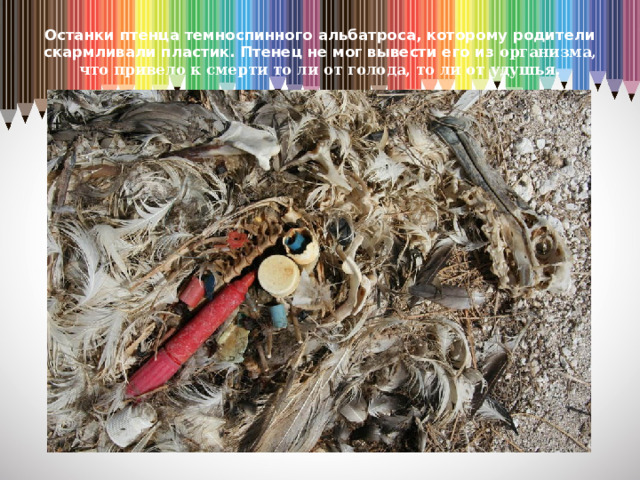 Останки птенца темноспинного альбатроса, которому родители скармливали пластик. Птенец не мог вывести его из организма, что привело к смерти то ли от голода, то ли от удушья.