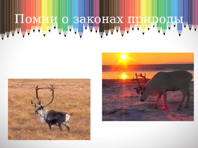 Помни о законах природы