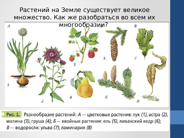 Растений на Земле существует великое множество. Как же разобраться во всем их многообразии?