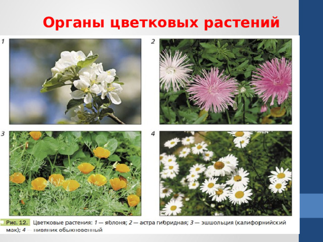 Органы цветковых растений 
