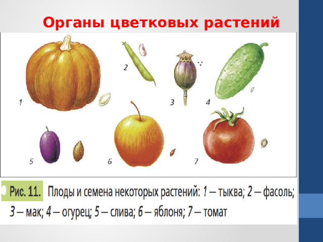 Органы цветковых растений