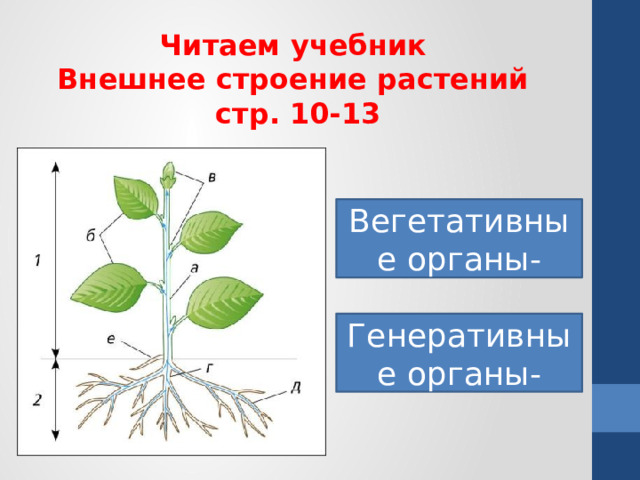 Читаем учебник Внешнее строение растений стр. 10-13 Вегетативные органы- Генеративные органы- 