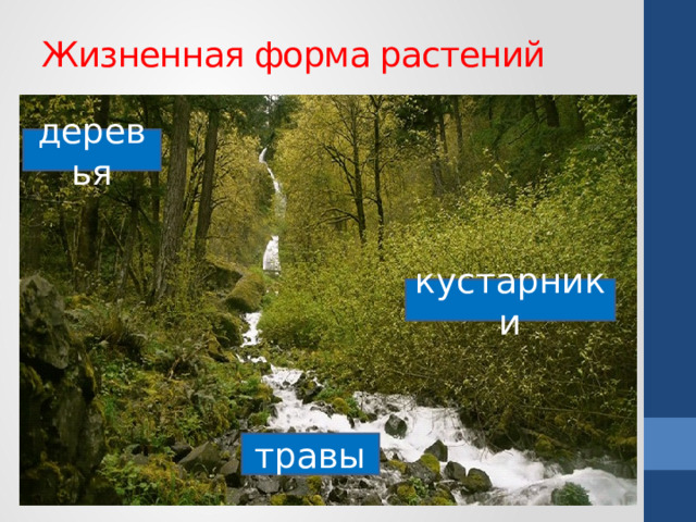 Жизненная форма растений деревья кустарники травы