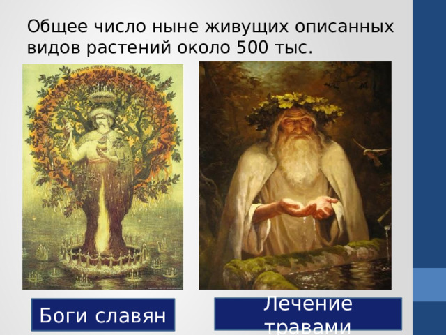 Общее число ныне живущих описанных видов растений около 500 тыс. Лечение травами Боги славян