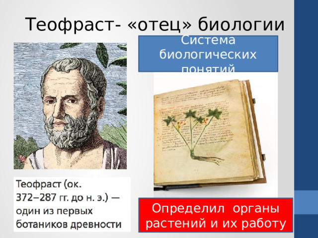 Теофраст- «отец» биологии Система биологических понятий Определил органы растений и их работу