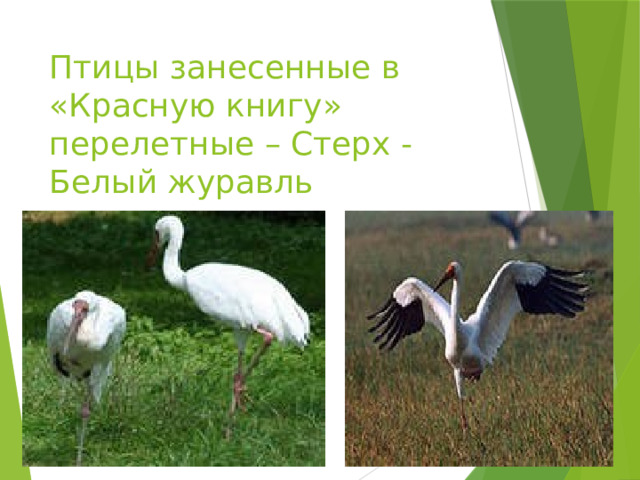 Птицы занесенные в «Красную книгу» перелетные – Стерх - Белый журавль 