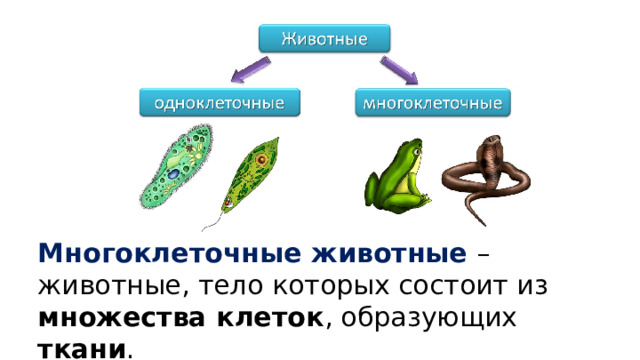 Многоклеточные животные – животные, тело которых состоит из множества клеток , образующих ткани . 