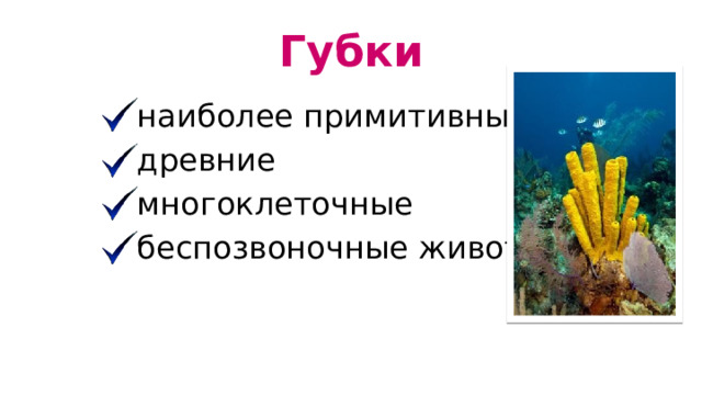 Губки наиболее примитивные древние многоклеточные беспозвоночные животные 