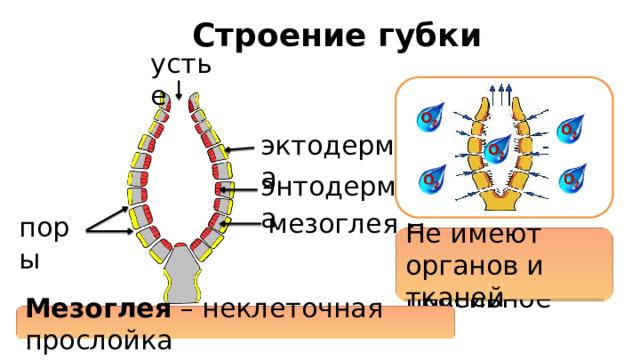 Строение губки устье эктодерма энтодерма мезоглея поры Не имеют органов и тканей Дыхание у губок пассивное Мезоглея – неклеточная прослойка 