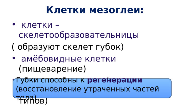 Клетки мезоглеи:  клетки – скелетообразовательницы ( образуют скелет губок)  амёбовидные клетки (пищеварение)  резервные клетки (могут превращаться в клетки других типов) Губки способны к регенерации (восстановление утраченных частей тела) 