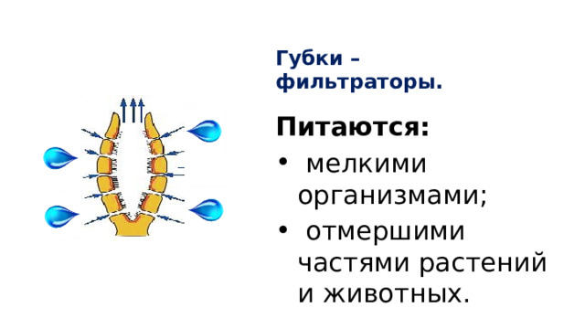 Губки – фильтраторы. Питаются:  мелкими организмами;  отмершими частями растений и животных. 