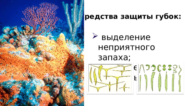 Средства защиты губок:  выделение неприятного запаха;  наличие скелетных игл. 