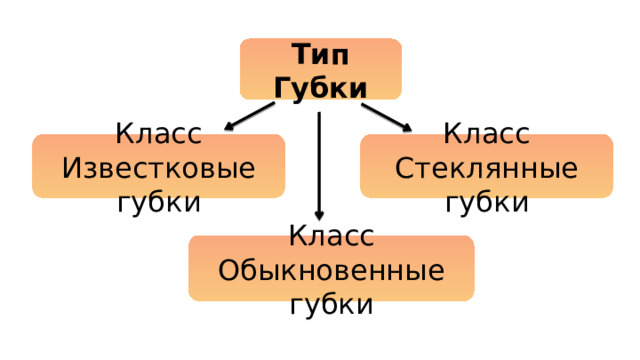 Тип Губки Класс Класс Известковые губки Стеклянные губки Класс Обыкновенные губки 