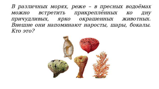 В различных морях, реже – в пресных водоёмах можно встретить прикреплённых ко дну причудливых, ярко окрашенных животных. Внешне они напоминают наросты, шары, бокалы. Кто это? 