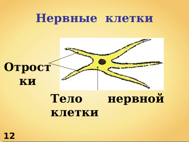 Нервные клетки Отростки Тело нервной клетки 1 2 
