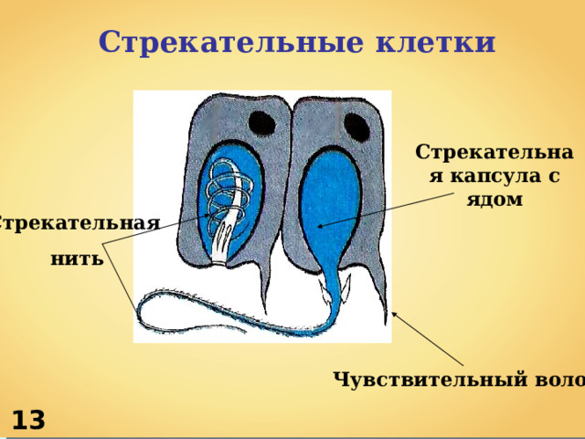 Стрекательные клетки Стрекательная капсула с ядом Стрекательная  нить Чувствительный волосок 1 3 