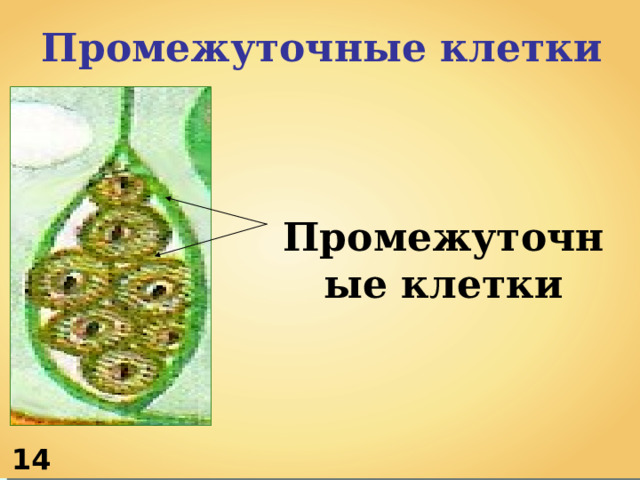 Промежуточные клетки Промежуточные клетки 1 4 