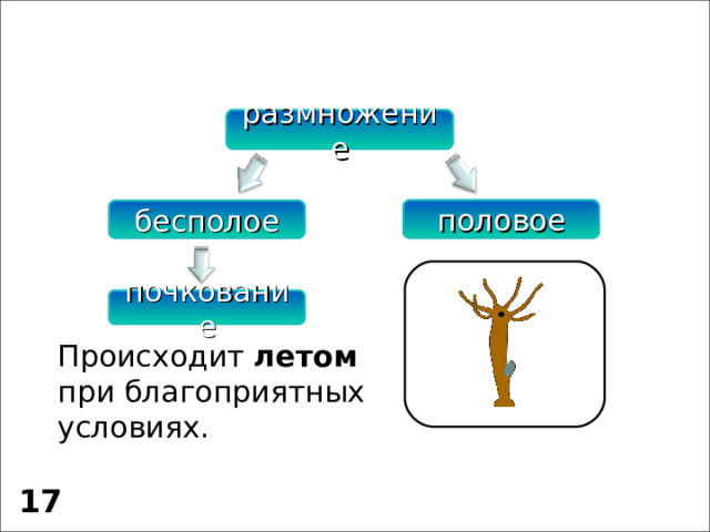 размножение половое бесполое почкование Происходит летом при благоприятных условиях. 17 