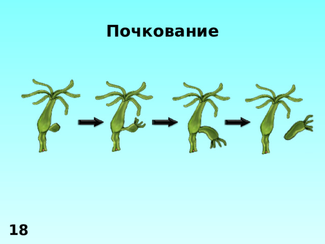 Почкование 18 