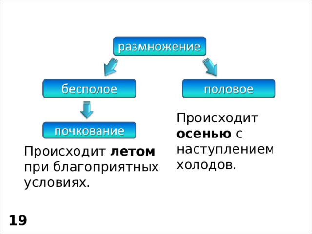 Происходит осенью с наступлением холодов. Происходит летом при благоприятных условиях. 19 
