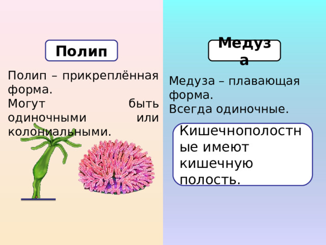 Полип Медуза Полип – прикреплённая форма. Могут быть одиночными или колониальными. Медуза – плавающая форма. Всегда одиночные. Кишечнополостные имеют кишечную полость. 