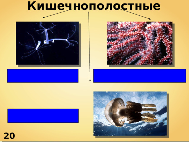 Кишечнополостные    20 