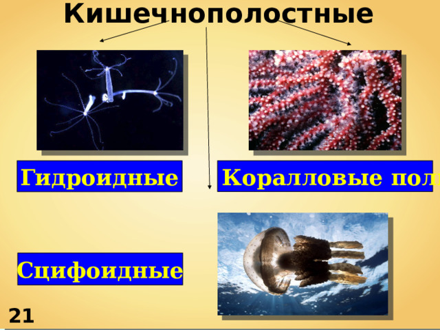 Кишечнополостные Гидроидные Коралловые полипы Сцифоидные 21 