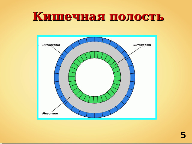 Кишечная полость 5 