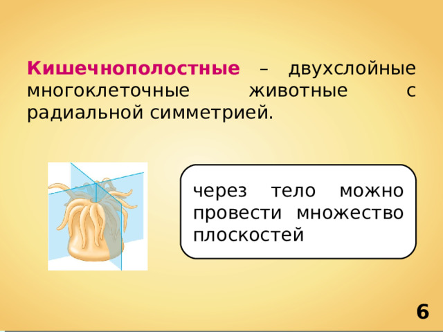 Кишечнополостные – двухслойные многоклеточные животные с радиальной симметрией. через тело можно провести множество плоскостей 6 