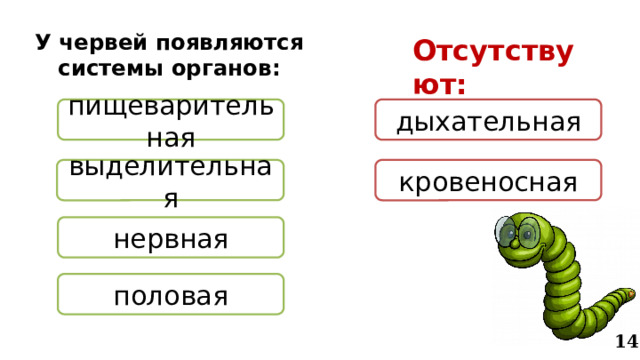 У червей появляются системы органов: Отсутствуют: пищеварительная дыхательная выделительная кровеносная нервная половая 14 
