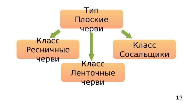 Тип Плоские черви Класс Сосальщики Класс Ресничные черви Класс Ленточные черви 17 