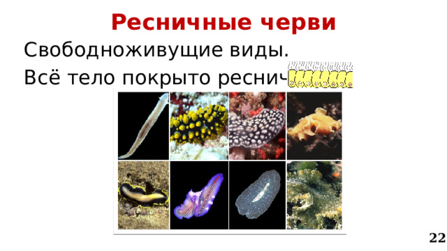 Ресничные черви Свободноживущие виды. Всё тело покрыто ресничками. 22 